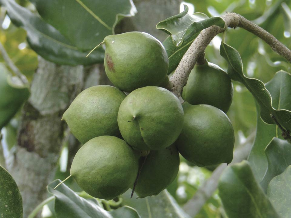 noce di macadamia, noce del queensland