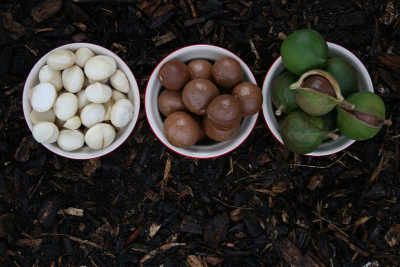 le noci di macadamia